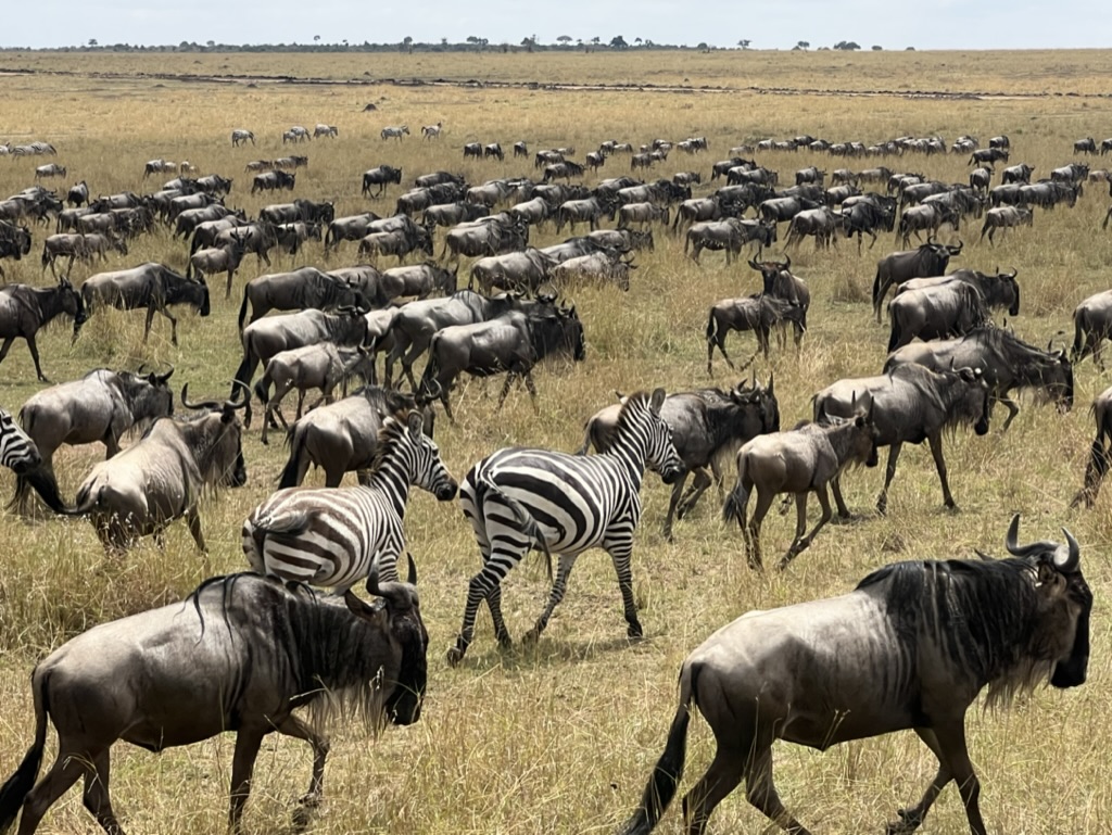 Wildebeesten en Zebra's
