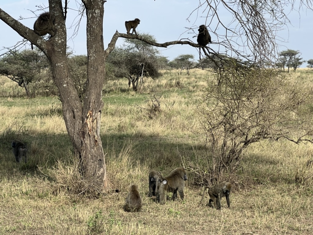 Aapjes Serengeti