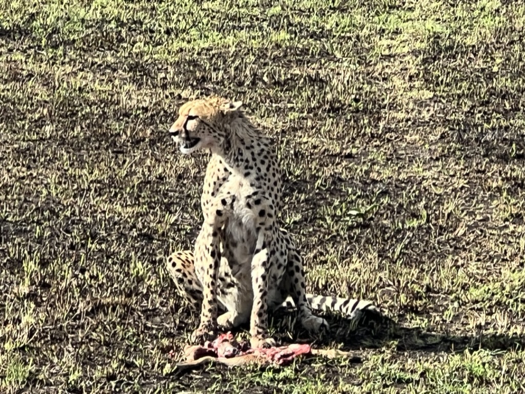 Cheetah / Jachtluipaard
