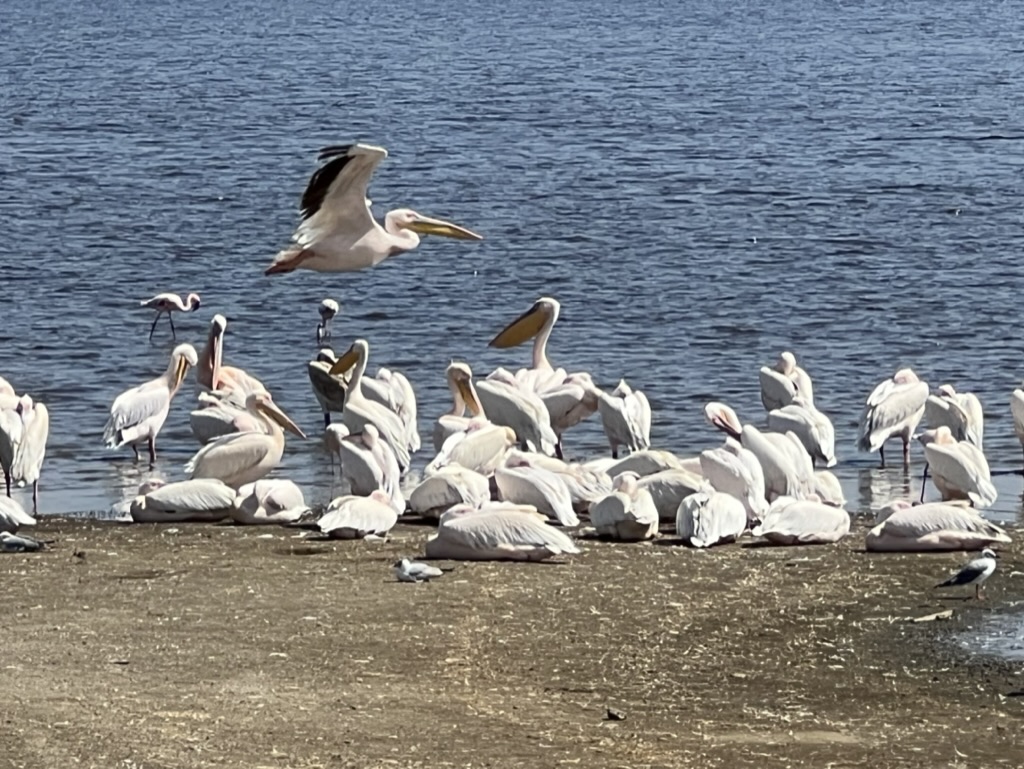 Pelikanen in Lake Nakuru