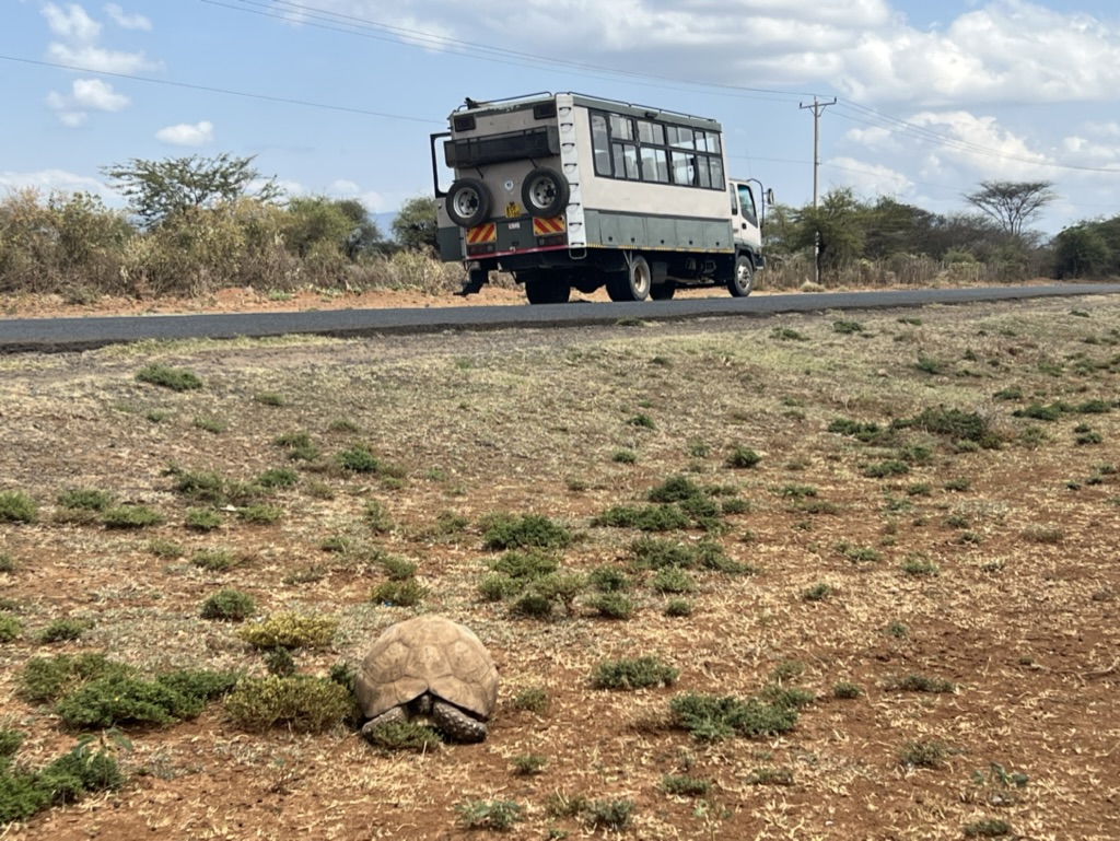 Schildpad Kenia