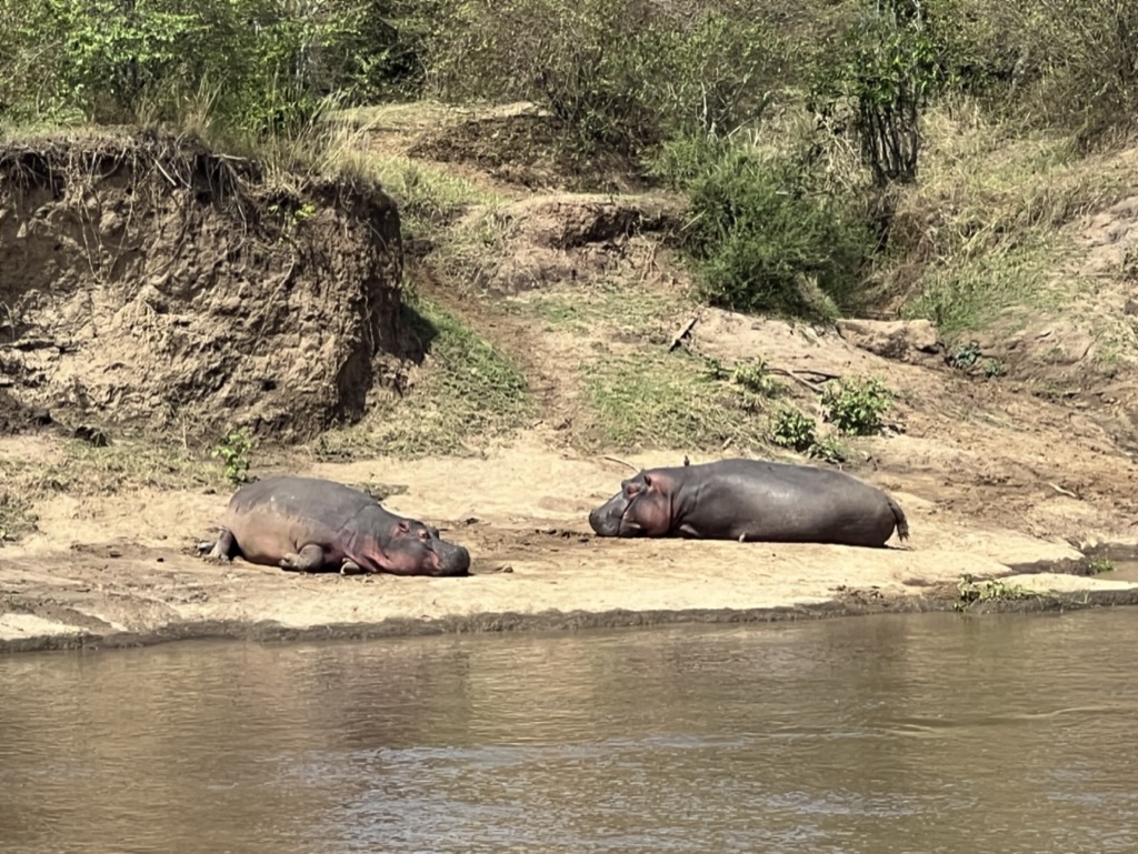 Nijlpaarden rivier Mara 