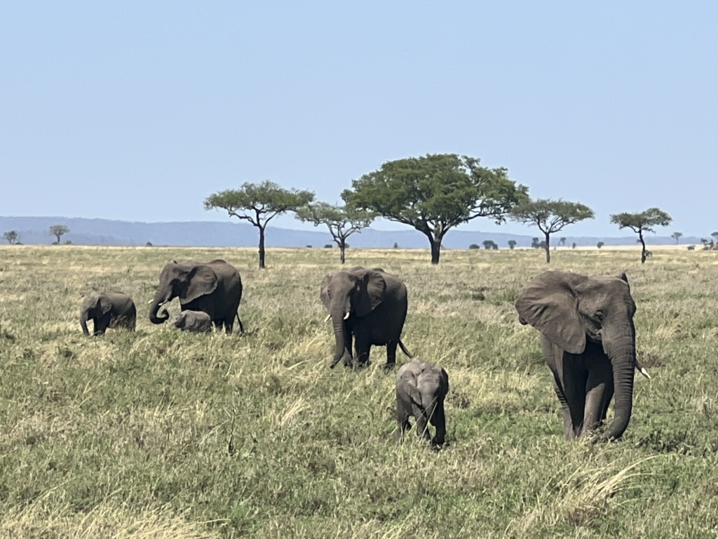 Olifanten in de Serengeti Tanzania