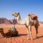 Singlereis Jordanie Kamelen in de Woestijn